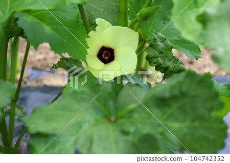okra okra agriculture farmer kitchen garden flower okra flower okra okra agriculture farmer kitchen garden flower okra flower 104742352