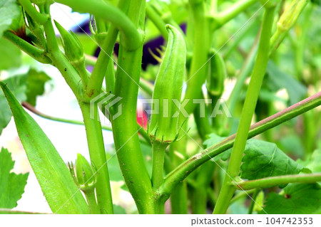 Okura okra farmer home vegetable garden 104742353