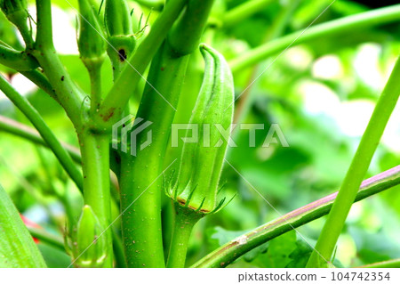Okura okra farmer home vegetable garden 104742354