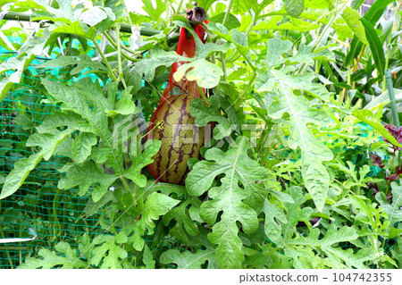 Watermelon Watermelon Watermelon Kitchen garden 104742355