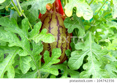 Watermelon Watermelon Watermelon Kitchen garden 104742356