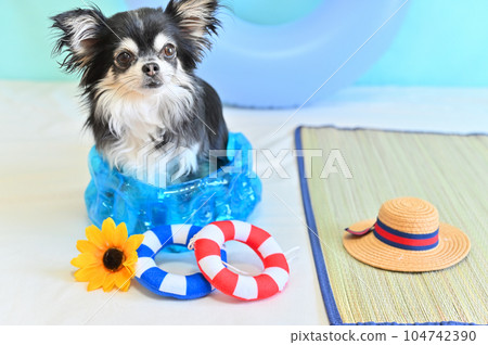 A cute Chihuahua in a too small pool 104742390