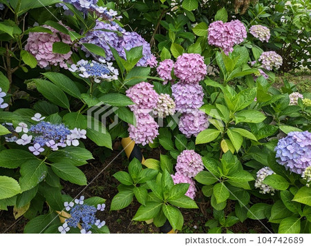 hydrangea hydrangea 104742689