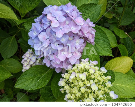 hydrangea hydrangea 104742690