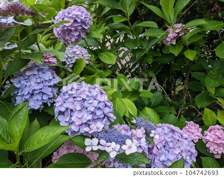 hydrangea hydrangea 104742693