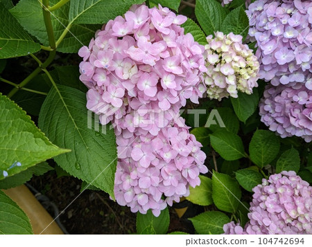 hydrangea hydrangea 104742694