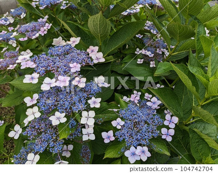 hydrangea hydrangea 104742704