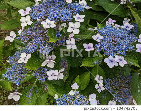 hydrangea   104742705