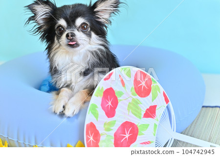A cute Chihuahua playing with a float 104742945