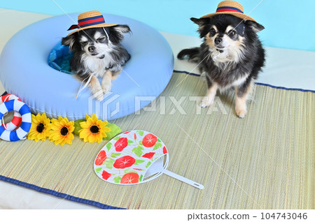 Summer vacation of good friends Chihuahuas wearing matching boater hats 104743046