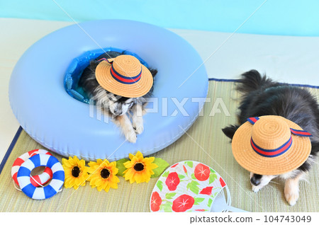 好朋友吉娃娃的暑假戴著配套的平頂帽 104743049