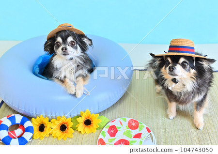 Summer vacation of good friends Chihuahuas wearing matching boater hats 104743050