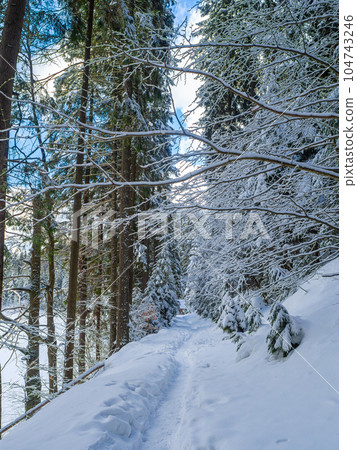 Mountain forest in winter Mountain forest in winter 104743246