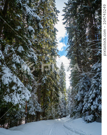 Mountain forest in winter Mountain forest in winter 104743249