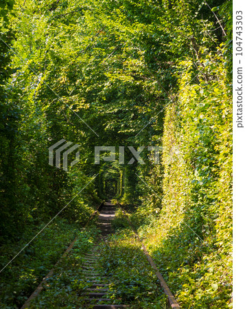 Scenic railway in the summer forest. Tunnel of love in Klevan, Ukraine 104743303