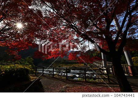 秋天的川代公園 秋天的川代公園 104743441
