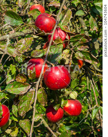 Fruits Infected by the Monilia fructigena 104743604