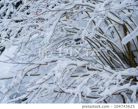 Winter forest in the Carpathians 104743625