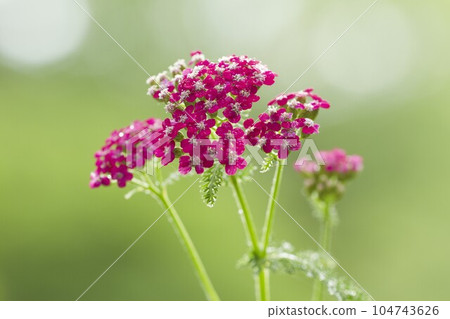 Yarrow at Tateshina Highlands 104743626