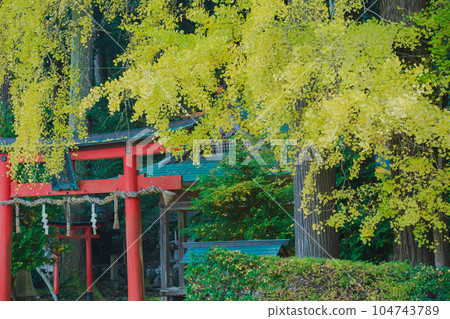 在京都市北區岩戶大千葉神社拍攝深秋的黃色銀杏 在京都市北區岩戶大千葉神社拍攝深秋的黃色銀杏 104743789