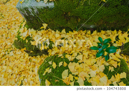 Photographing yellow ginkgo biloba in late autumn at Iwato Ochiba Shrine, Kita Ward, Kyoto City 104743808