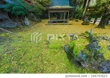 Photographing yellow ginkgo biloba in late autumn at Iwato Ochiba Shrine, Kita Ward, Kyoto City 104743825