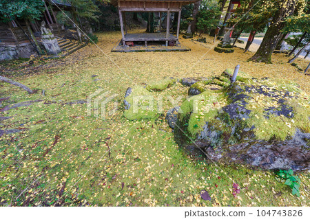 Photographing yellow ginkgo biloba in late autumn at Iwato Ochiba Shrine, Kita Ward, Kyoto City 104743826