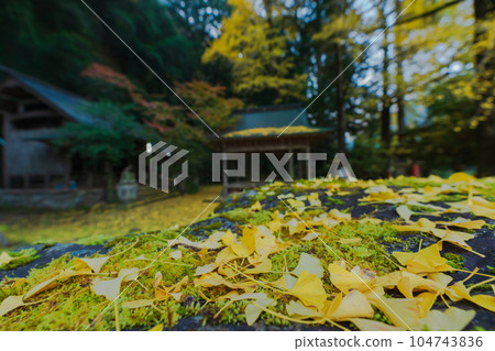 Photographing yellow ginkgo biloba in late autumn at Iwato Ochiba Shrine, Kita Ward, Kyoto City Photographing yellow ginkgo biloba in late autumn at Iwato Ochiba Shrine, Kita Ward, Kyoto City 104743836