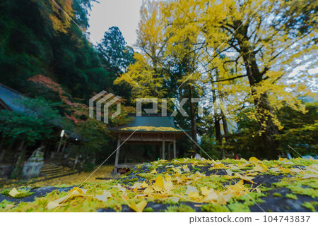 Photographing yellow ginkgo biloba in late autumn at Iwato Ochiba Shrine, Kita Ward, Kyoto City Photographing yellow ginkgo biloba in late autumn at Iwato Ochiba Shrine, Kita Ward, Kyoto City 104743837