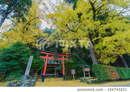Photographing yellow ginkgo biloba in late autumn at Iwato Ochiba Shrine, Kita Ward, Kyoto City Photographing yellow ginkgo biloba in late autumn at Iwato Ochiba Shrine, Kita Ward, Kyoto City 104743852