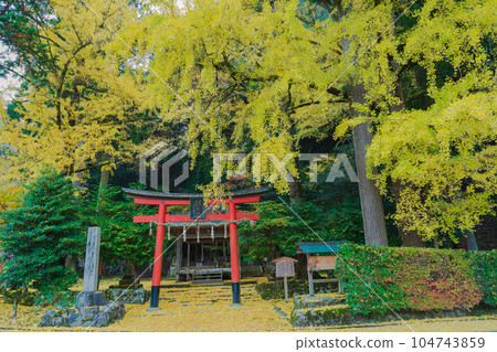在京都市北區岩戶大千葉神社拍攝深秋的黃色銀杏 104743859