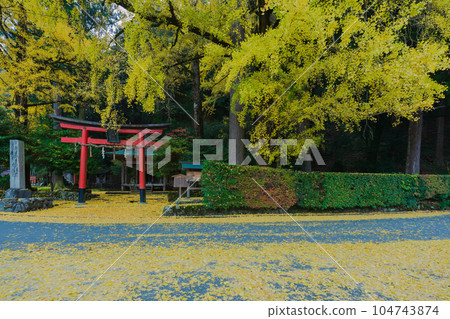 Photographing yellow ginkgo biloba in late autumn at Iwato Ochiba Shrine, Kita Ward, Kyoto City 104743874