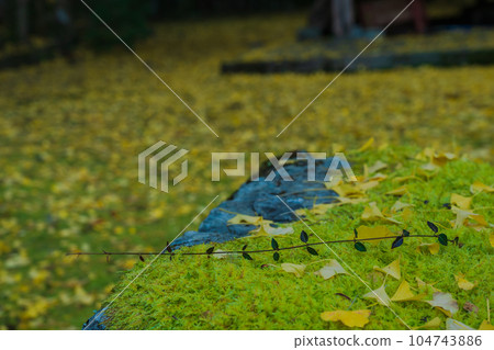 在京都市北區岩戶大千葉神社拍攝深秋的黃色銀杏 在京都市北區岩戶大千葉神社拍攝深秋的黃色銀杏 104743886
