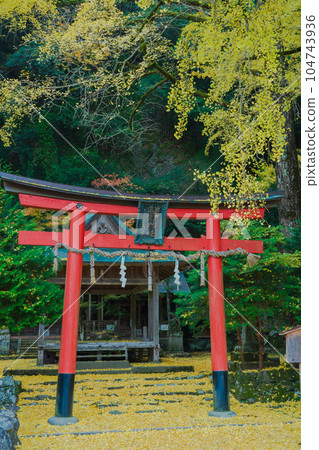 Photographing yellow ginkgo biloba in late autumn at Iwato Ochiba Shrine, Kita Ward, Kyoto City 104743936