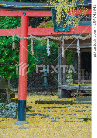 在京都市北區岩戶大千葉神社拍攝深秋的黃色銀杏 在京都市北區岩戶大千葉神社拍攝深秋的黃色銀杏 104743943