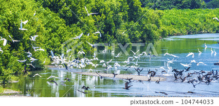 Waterfowl gathering on the riverbed of Anegawa Waterfowl gathering on the riverbed of Anegawa 104744033