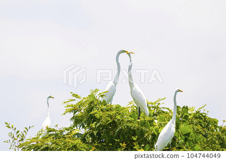 egret resting on a tree 104744049