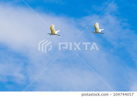 White egret flying in the blue sky White egret flying in the blue sky 104744057