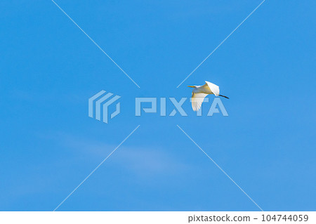 White egret flying in the blue sky White egret flying in the blue sky 104744059
