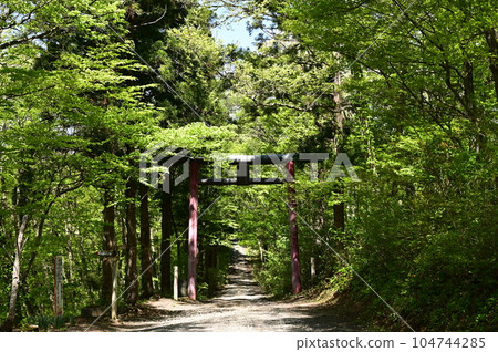 鮮綠的越尾神社 鮮綠的越尾神社 104744285