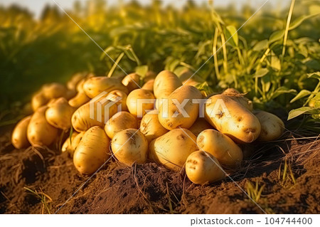 Beautiful Potatoes in Their Raw Form. Generative AI 104744400