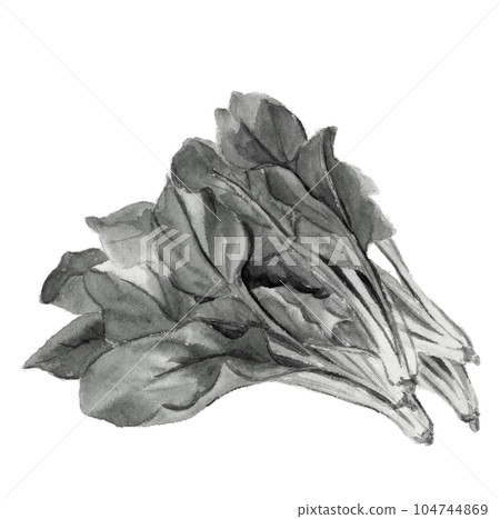 Monotone illustration of spinach in ink painting style White back Transparent background Monotone illustration of spinach in ink painting style White back Transparent background 104744869