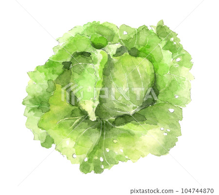 Illustration of lettuce drawn by watercolor White back Transparent background Illustration of lettuce drawn by watercolor White back Transparent background 104744870