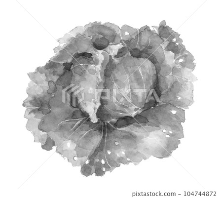 Monotone illustration of ink painting style lettuce White back Transparent background Monotone illustration of ink painting style lettuce White back Transparent background 104744872