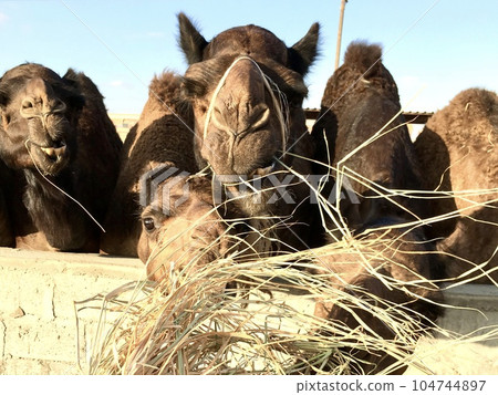 Dubai Abu Dhabi desert camel 104744897