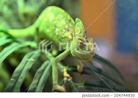 Veiled Chameleon (Chameleon) 104744930
