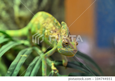 Veiled Chameleon (Chameleon) 104744931