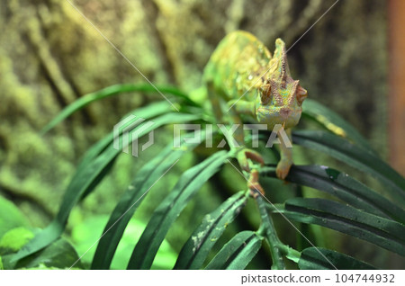 Veiled Chameleon (Chameleon) Veiled Chameleon (Chameleon) 104744932