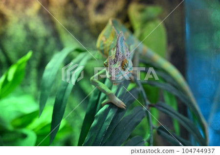 Veiled Chameleon (Chameleon) 104744937
