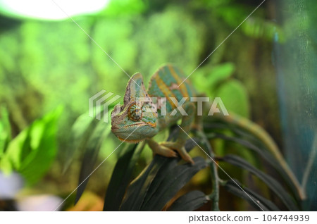 Veiled Chameleon (Chameleon) Veiled Chameleon (Chameleon) 104744939